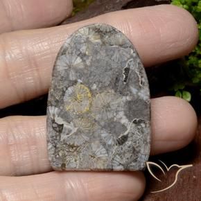 Coral Multicolorido Natural 45.79ct, Chique, Opaco
