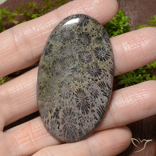 66.42ct Natural Multicolorido Coral, oval, Opaco