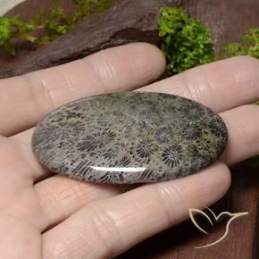 Coral Multicolorido Natural 66.42ct, oval, Opaco