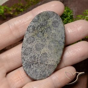 Coral Multicolorido Natural 66.42ct, oval, Opaco