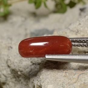 Coral batom vermelho Natural 1.89ct, oval, Opaco