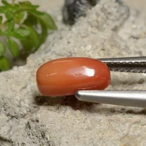 Coral Laranja Médio Natural 1.81ct, oval, Opaco