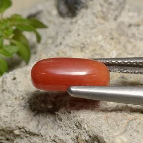 Coral Laranja Médio Natural 1.85ct, oval, Opaco