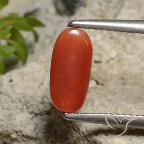 Coral Laranja Médio Natural 1.85ct, oval, Opaco