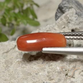 Coral fogo laranja Natural 2.23ct, oval, Opaco