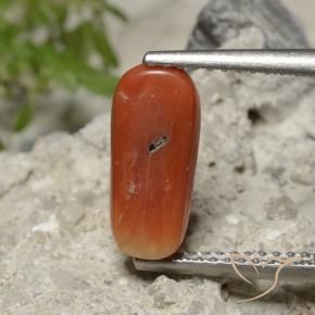 Coral fogo laranja Natural 2.23ct, oval, Opaco