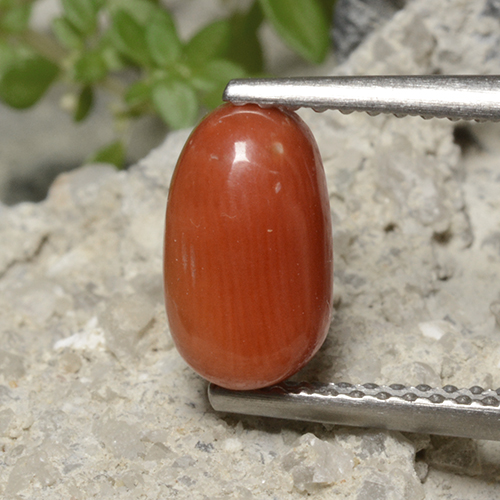 Coral Laranja Médio Natural 1.70ct, Corte Oval, Opaco