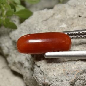 Coral Fogo vermelho Natural 2.07ct, Corte Oval, Opaco