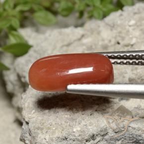 Coral fogo laranja Natural 2.26ct, oval, Opaco