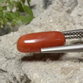 Coral Laranja Médio Natural 2.15ct, oval, Opaco