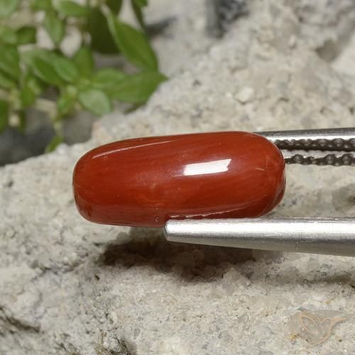 Coral Tom vermelho fogo Natural 1.95ct, oval, Opaco