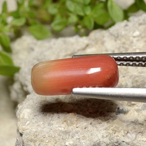 Coral fogo laranja Natural 2.78ct, oval, Opaco