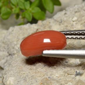 Coral laranja natural 1,40ct, corte oval, opaco