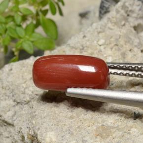 Coral vermelho natural 2,51ct, corte oval, opaco