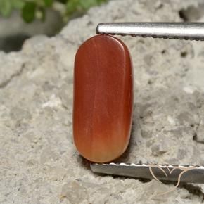 Coral vermelho médio Natural 1.69ct, oval, Opaco