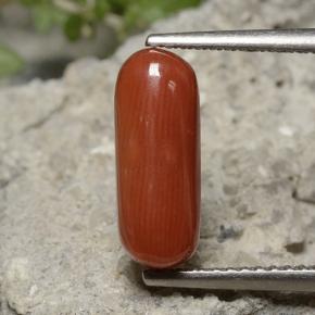 Coral Laranja Vermelho Natural 2.68ct, Corte Oval, Opaco