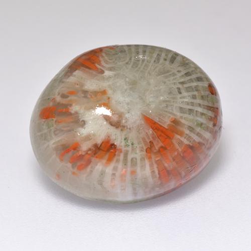 Coral multicolorido natural 13,38ct, corte oval, translúcido
