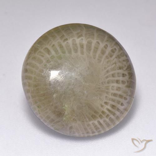Coral Multicolorido Natural 9.39ct, Redondo, Opaco