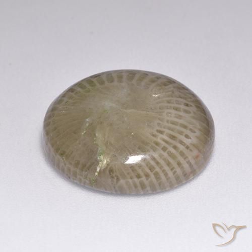 Coral Multicolorido Natural 9.39ct, Redondo, Opaco