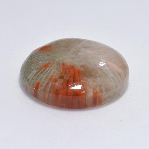 Coral multicolorido natural 9,25ct, corte redondo, translúcido
