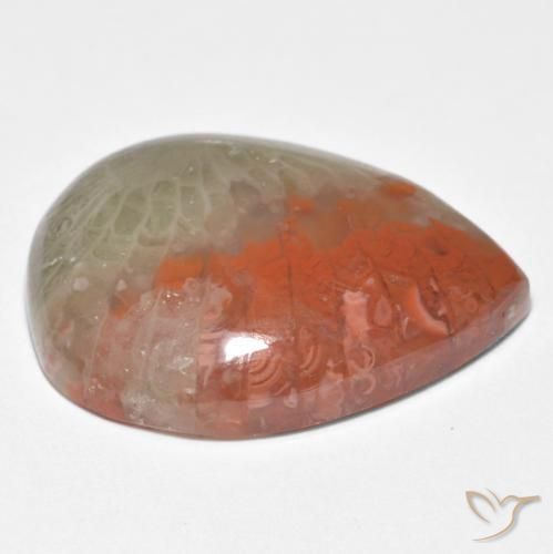 Coral Multicolorido Natural 10.86ct, Formato de pêra, Translúcido