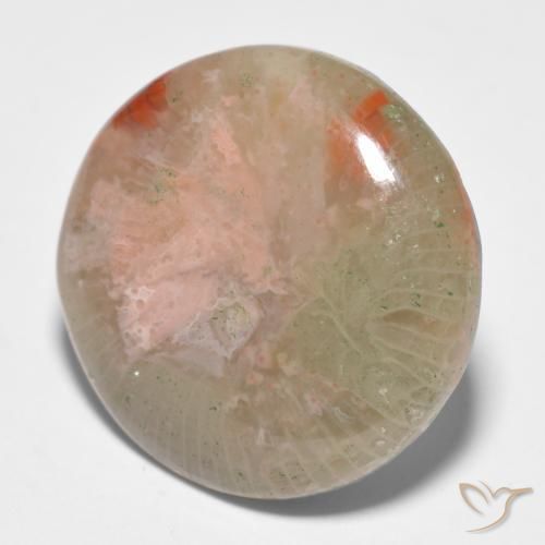 Coral Multicolorido Natural 11.91ct, Redondo, Translúcido