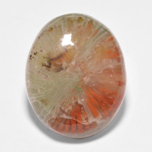 Coral multicolorido natural 11,35ct, corte oval, translúcido