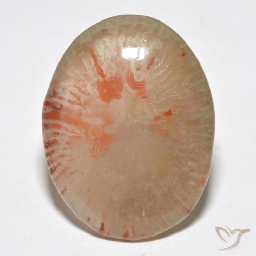 9.95ct Natural Multicolorido Coral, oval, Translúcido