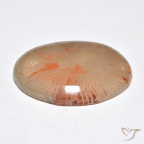 Coral Multicolorido Natural 9.95ct, oval, Translúcido