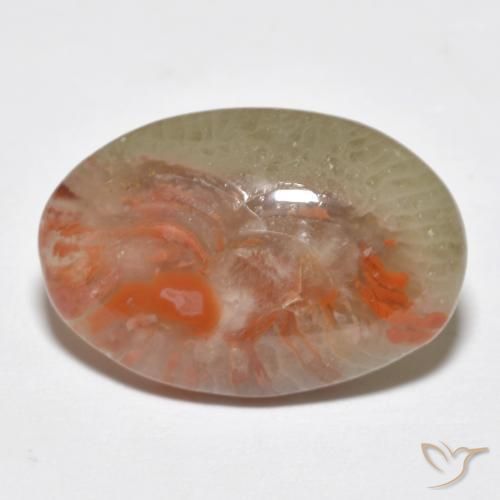 Coral Multicolorido Natural 8.18ct, oval, Translúcido