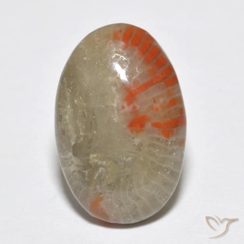 6.51ct Natural Multicolorido Coral, oval, Translúcido