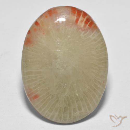13.10ct Natural Multicolorido Coral, oval, Translúcido