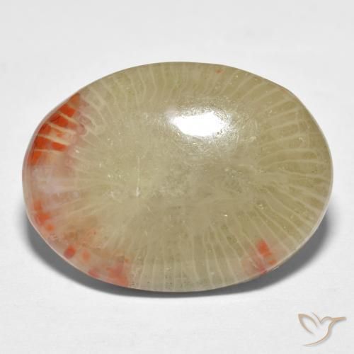 Coral Multicolorido Natural 13.10ct, oval, Translúcido