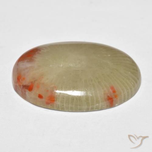 Coral Multicolorido Natural 13.10ct, oval, Translúcido
