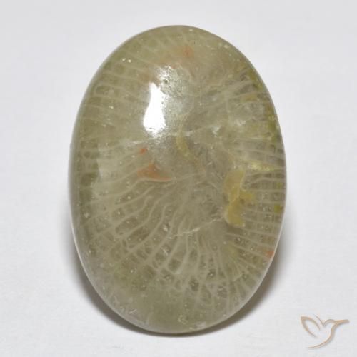 7.96ct Natural Multicolorido Coral, oval, Opaco