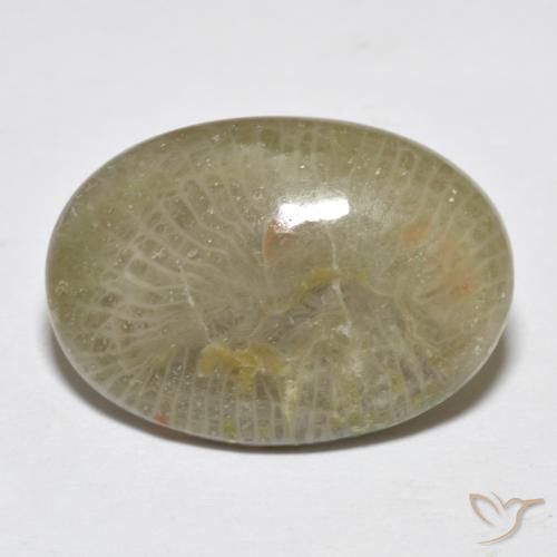 Coral Multicolorido Natural 7.96ct, oval, Opaco