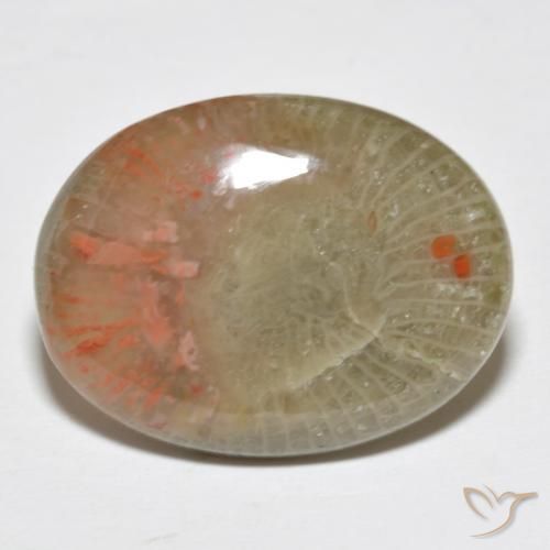Coral Multicolorido Natural 10.63ct, oval, Translúcido