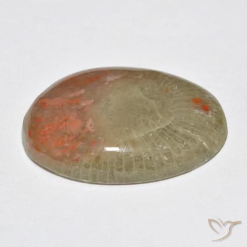 Coral Multicolorido Natural 10.63ct, oval, Translúcido