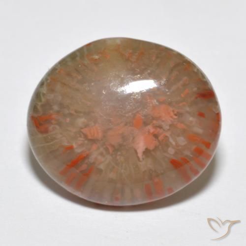 Coral Multicolorido Natural 9.15ct, oval, Translúcido