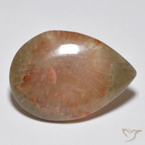 Coral Multicolorido Natural 6.81ct, Formato de pêra, Translúcido