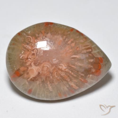 Coral Multicolorido Natural 11.49ct, Formato de pêra, Opaco