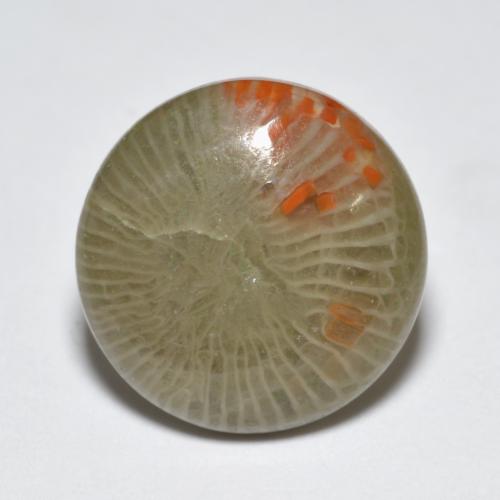 Coral multicolorido natural 5,10ct, corte redondo, translúcido
