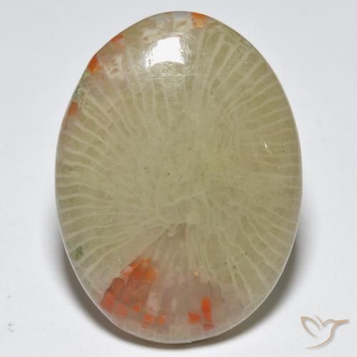 12.56ct Natural Multicolorido Coral, oval, Translúcido