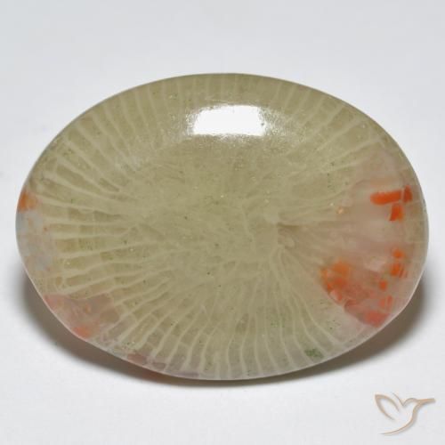 Coral Multicolorido Natural 12.56ct, oval, Translúcido