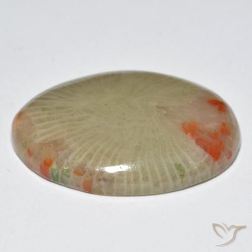 Coral Multicolorido Natural 12.56ct, oval, Translúcido