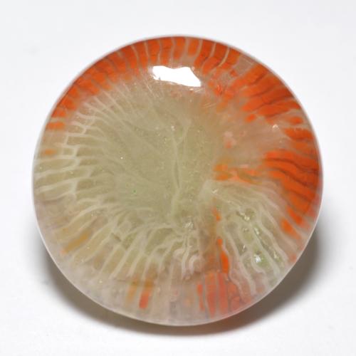 Coral multicolorido natural 10,03ct, corte redondo, opaco