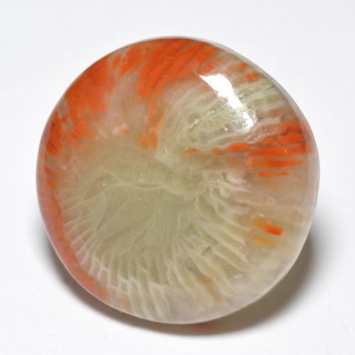 Coral multicolorido natural 10,03ct, corte redondo, opaco