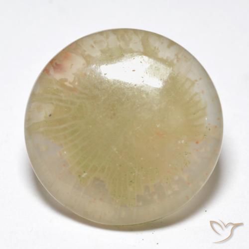 10.55ct Natural Multicolorido Coral, Redondo, Translúcido