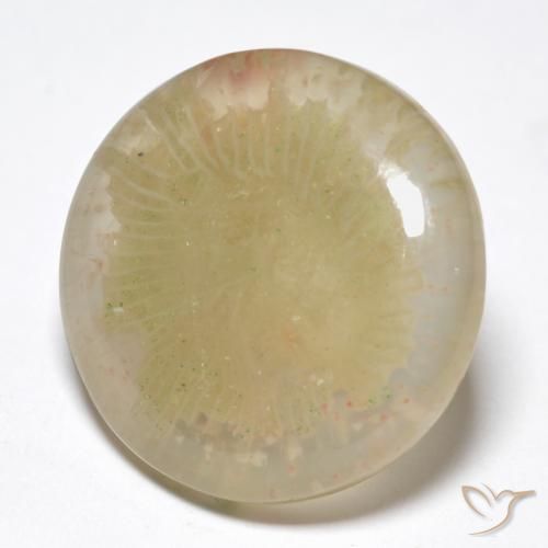 Coral Multicolorido Natural 10.55ct, Redondo, Translúcido