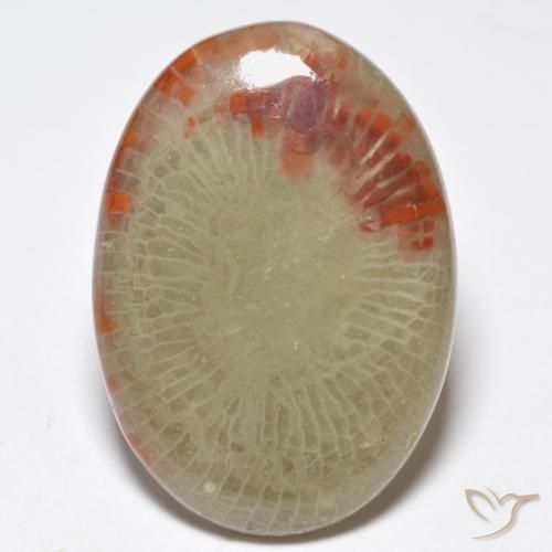 10.32ct Natural Multicolorido Coral, oval, Translúcido